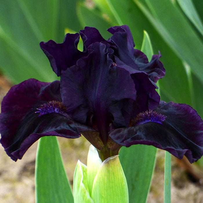Mighty Mini Dwarf Bearded Iris Collection|Mink River Dwarf Bearded Iris