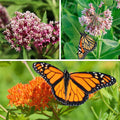 Milkweed Collection|Milkweed (Asclepias) Perennial Collection
