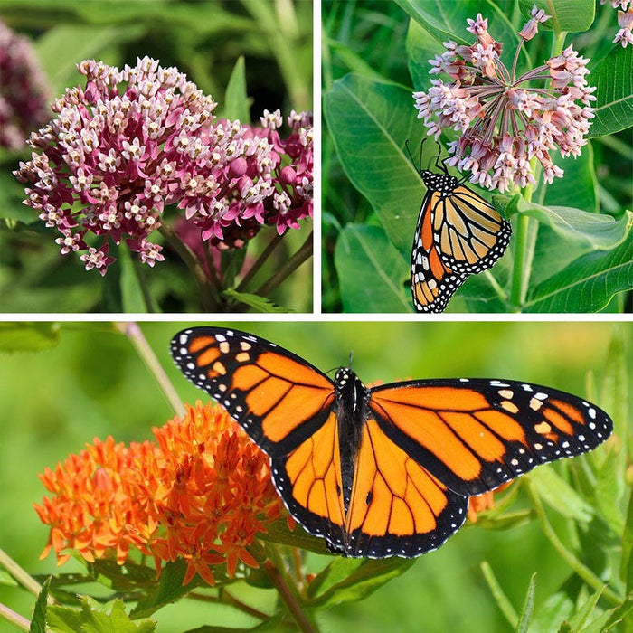 Milkweed Collection|Milkweed (Asclepias) Perennial Collection