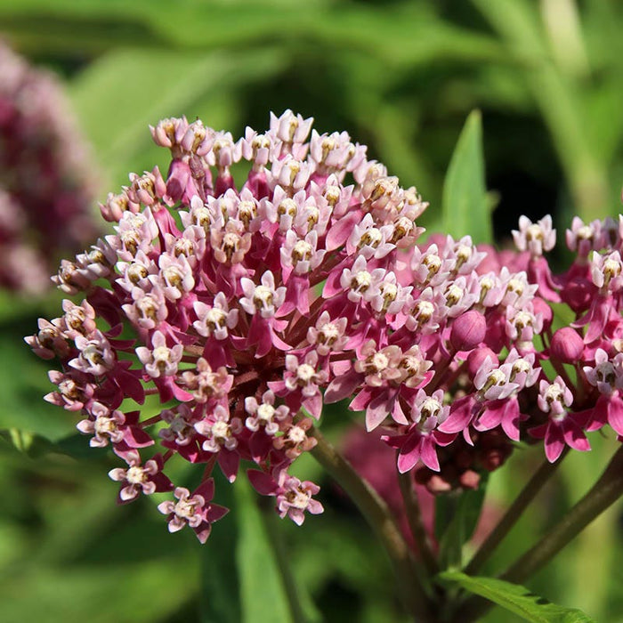Milkweed Collection|Soulmate Swamp Milkweed