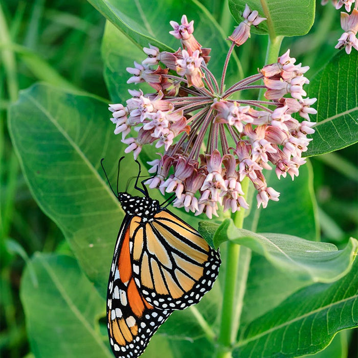 Milkweed Collection|Monarch Butterfly on Common Milkweed