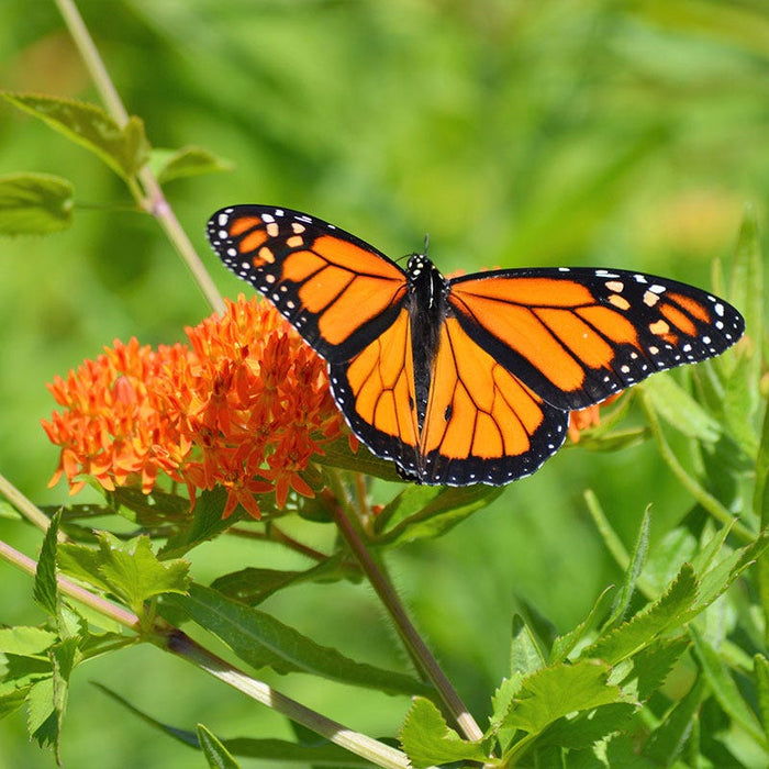 Milkweed Collection|Monarch Butterfly on Butterfly Weed, Asclepias tuberosa