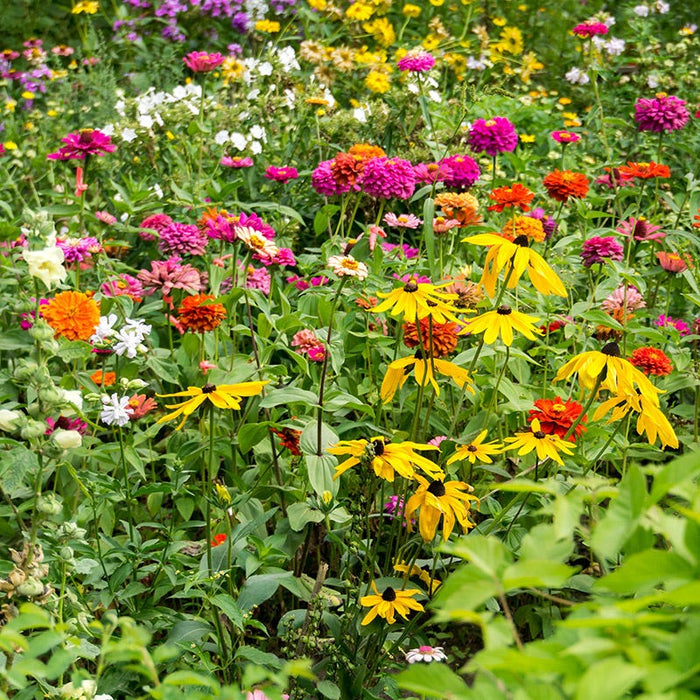 Mini Meadows Wildflower Seed Mix|Mini Meadows Wildflower Seed Mix