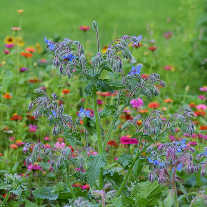 Mini Meadows Wildflower Seed Mix|Borage and Wildflowers
