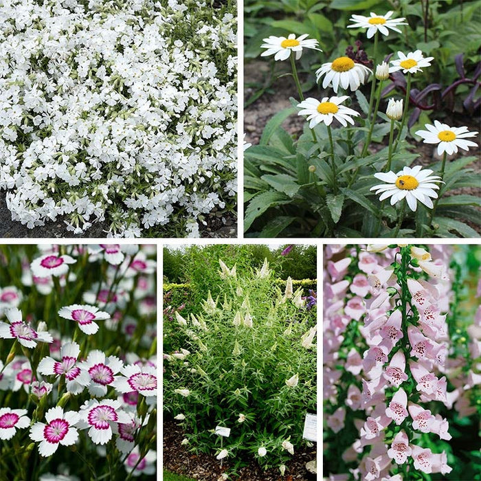 Mini Moonlight Plant Collection|Mini Moonlight Plant Collection
