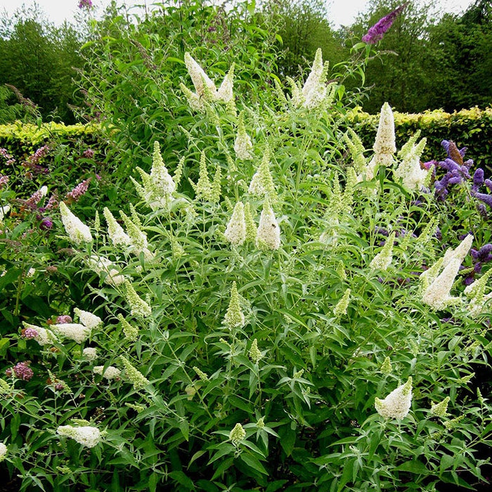 Mini Moonlight Plant Collection|Buzz® Ivory Butterfly Bush