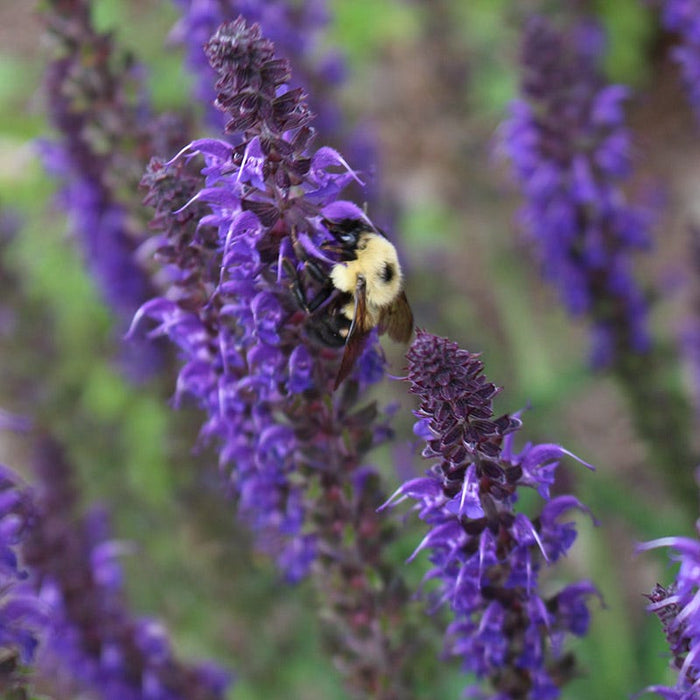 May Night Salvia