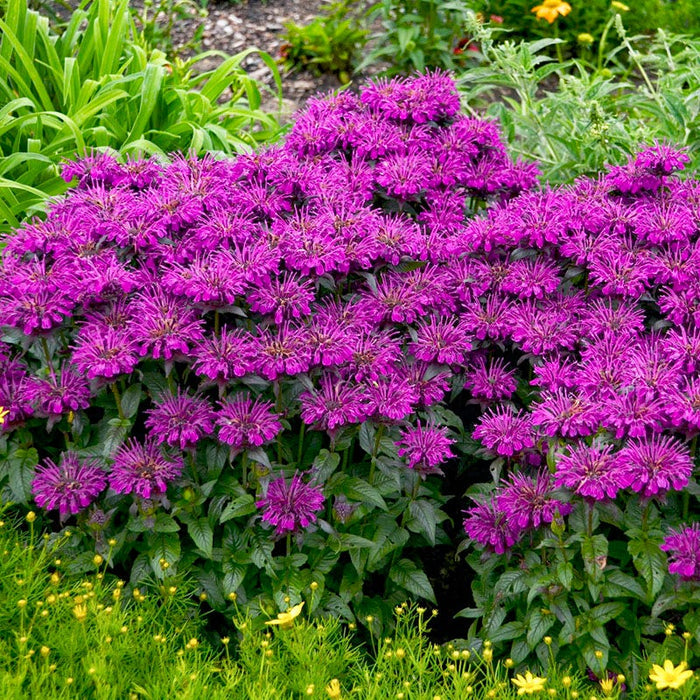 Sugar Buzz® Grape Gumball Bee Balm|Sugar Buzz Grape Gumball Bee Balm, Monarda Sugar Buzz Grape Gumball, photo courtesy of Walter's Garden Inc.