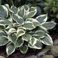 Minuteman Hosta