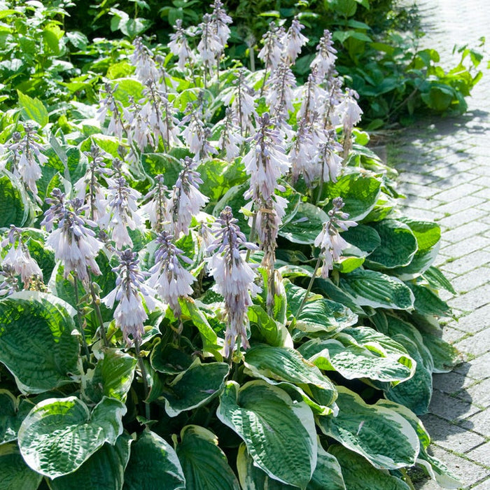 Minuteman Hosta|Hosta Minuteman, Plantain Lily