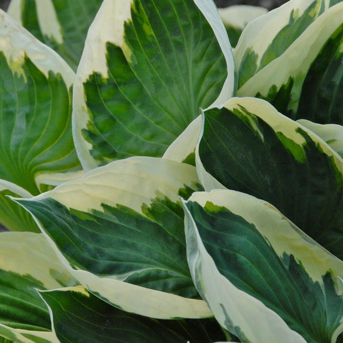 Minuteman Hosta|Hosta Minuteman, Plantain Lily