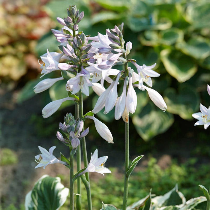 Minuteman Hosta|Hosta Minuteman, Plantain Lily