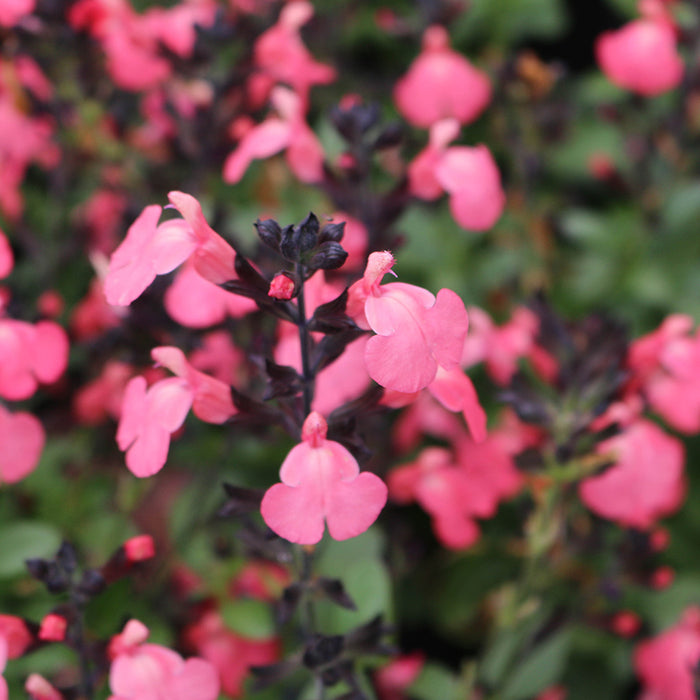 Mirage® Salmon Salvia