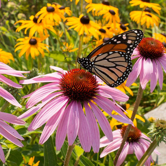 Purple Coneflower|Purple Echinacea purpurea, Coneflower