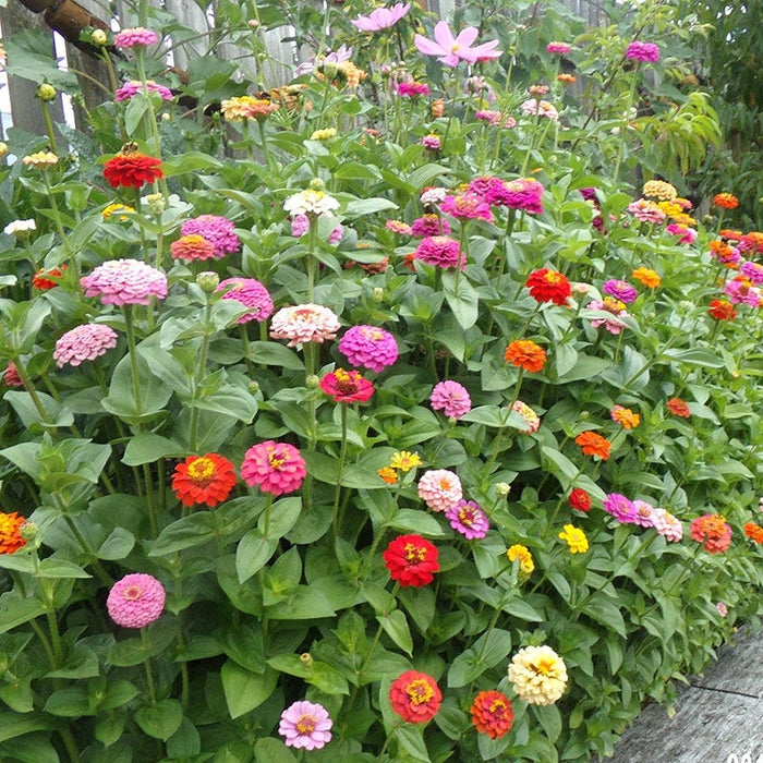 Cut & Come Again Zinnia Seeds|Zinnia Seeds Cut and Come Again Mix, Zinnia elegans