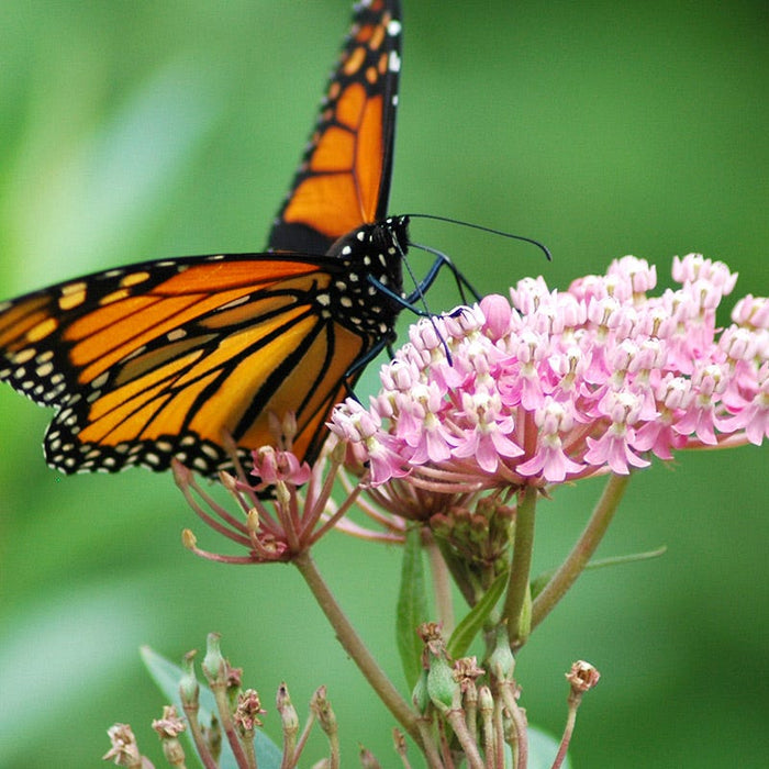 Swamp Milkweed|Swamp Milkweed, Asclepias incarnata