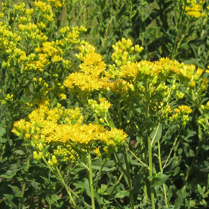 Stiff Goldenrod Seeds|Yellow Stiff Goldenrod Seeds, Solidago rigida or Oligoneuron rigidum