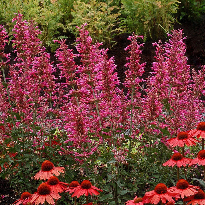Morello Hyssop|Morello Hyssop, Hummingbird Mint, Agastache Morello, photo courtesy of TERRA NOVA Nurseries, Inc.