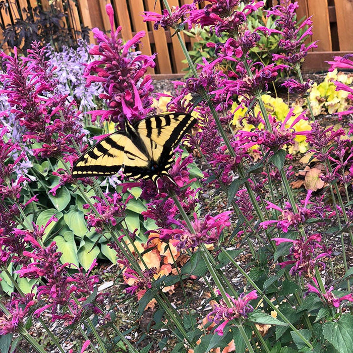 Morello Hyssop|Morello Hyssop, Hummingbird Mint, Agastache Morello, photo courtesy of TERRA NOVA Nurseries, Inc.