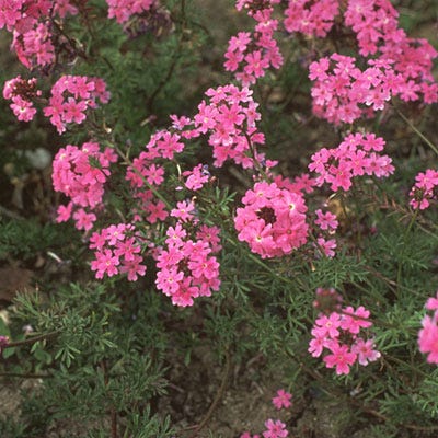 Moss Verbena Seeds