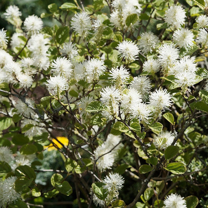 Mount Airy Fothergilla|Mount Airy Fothergilla