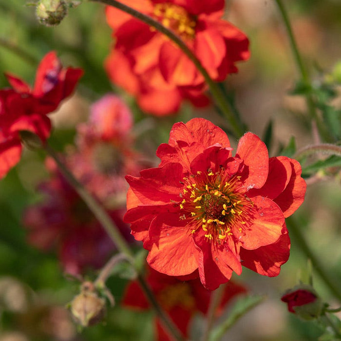 Mrs J. Bradshaw Geum|Mrs J. Bradshaw Geum