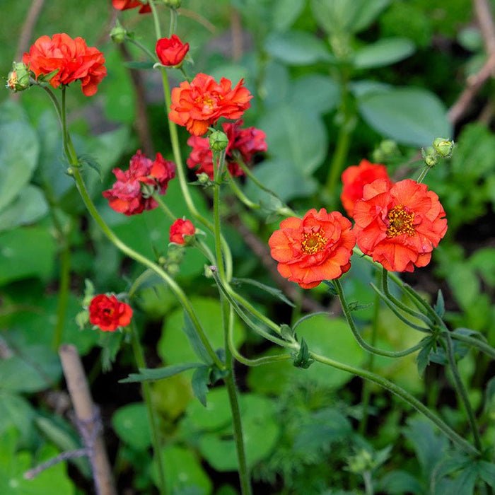 Mrs J. Bradshaw Geum|Mrs J. Bradshaw Geum