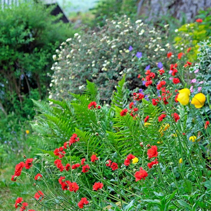 Mrs J. Bradshaw Geum|Mrs J. Bradshaw Geum