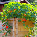 Nasturtium Seeds
