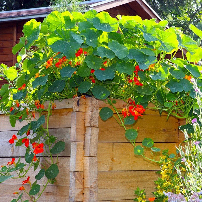 Nasturtium Seeds