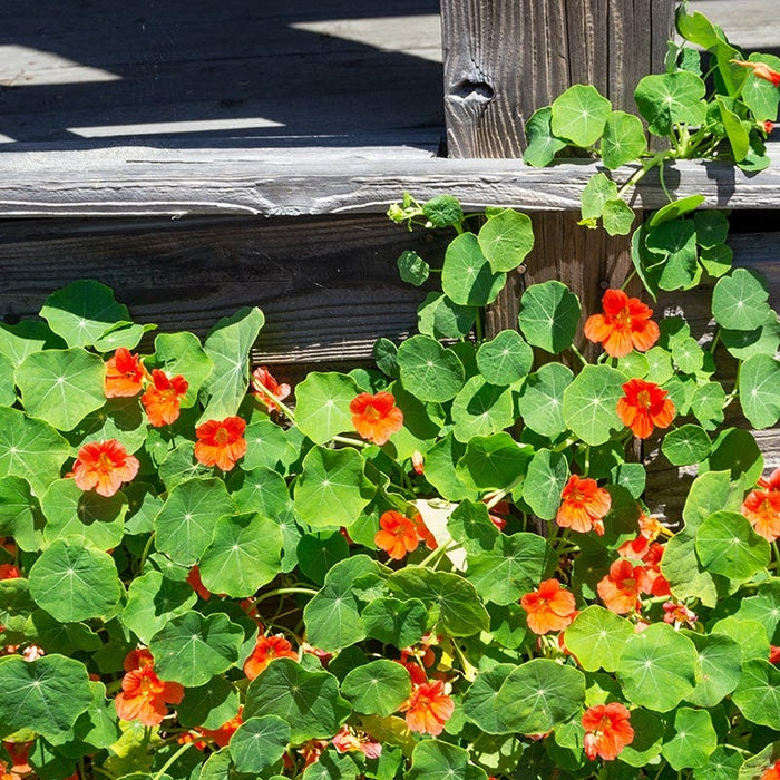 Nasturtium Seeds|Orange and Yellow Nasturtium Seeds, Tropaeolum majus seeds