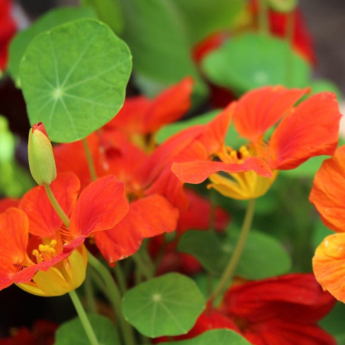 Nasturtium Seeds|Orange and Yellow Nasturtium Seeds, Tropaeolum majus
