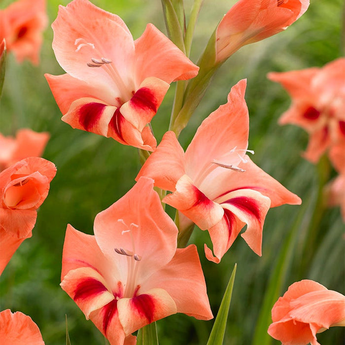 Nathalie Hardy Gladiolus|Nathalie Hardy Gladiolus, Gladiolus nanus Nathalie