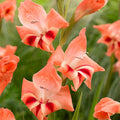 Nathalie Hardy Gladiolus|Nathalie Hardy Gladiolus, Gladiolus nanus Nathalie