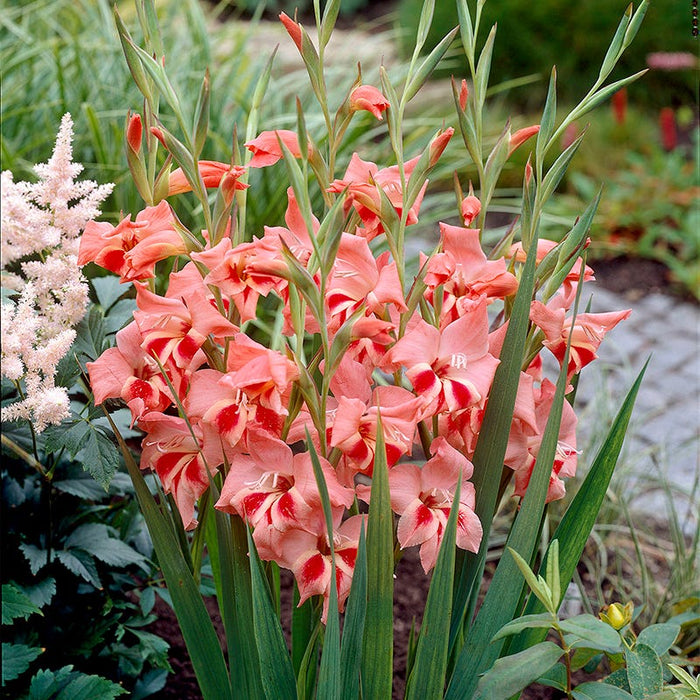 Nathalie Hardy Gladiolus|Nathalie Hardy Gladiolus, Gladiolus nanus Nathalie growing in the garden