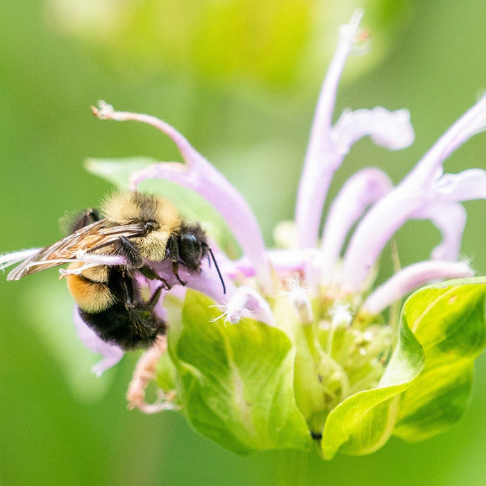 Native Bee Banquet Wildflower Seed Mix|Rusty Patched Bumble Bee, Bombus affinis, on Monarda (Bee Balm)