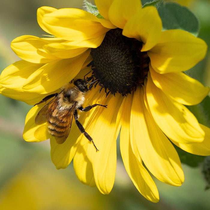 Native Bee Banquet Wildflower Seed Mix|Golden Northern Bumble Bee, Bombus fervidas, on Prairie Sunflower