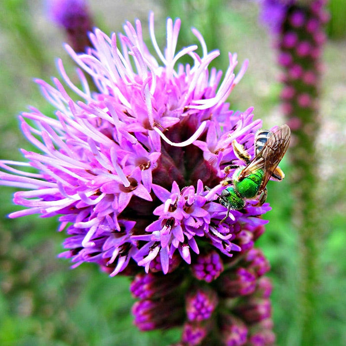 Native Bee Banquet Wildflower Seed Mix|Green Sweat Bee, Agapenstemon virescens, on Liatris (Blazing Star)