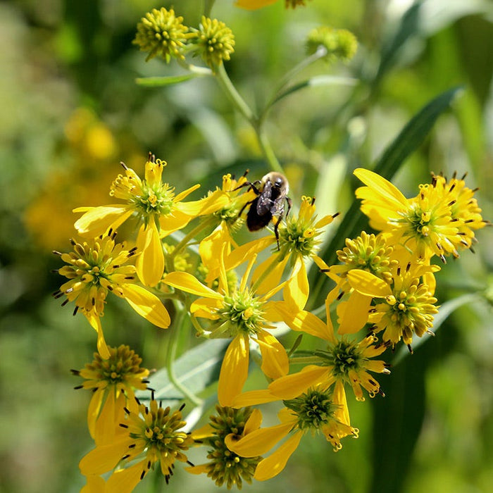 Native Bee Banquet Wildflower Seed Mix|Carpenter Bee, Xylocopa, on Wingstem