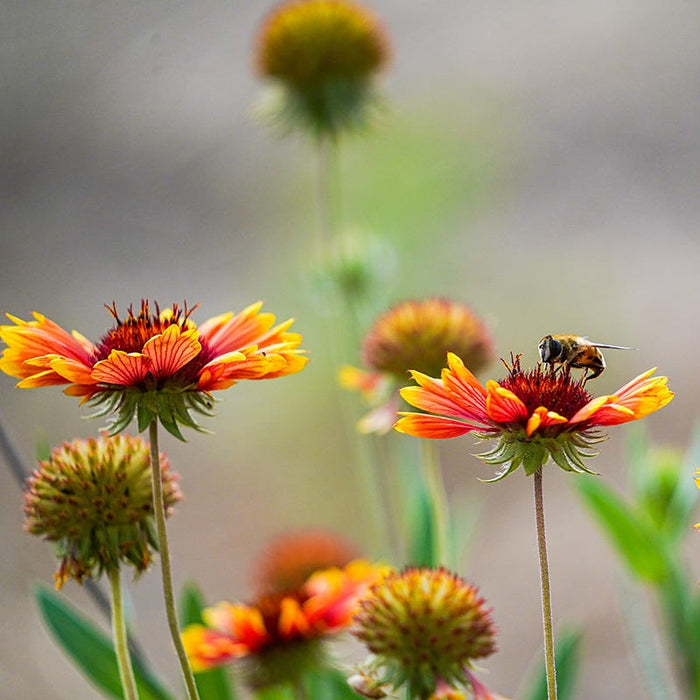 Native Bee Banquet Wildflower Seed Mix|Native bee on Gaillardia (Blanket Flower)