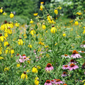 Native Midwest Wildflower Seed Mix|Native Midwest Wildflower Seed Mix