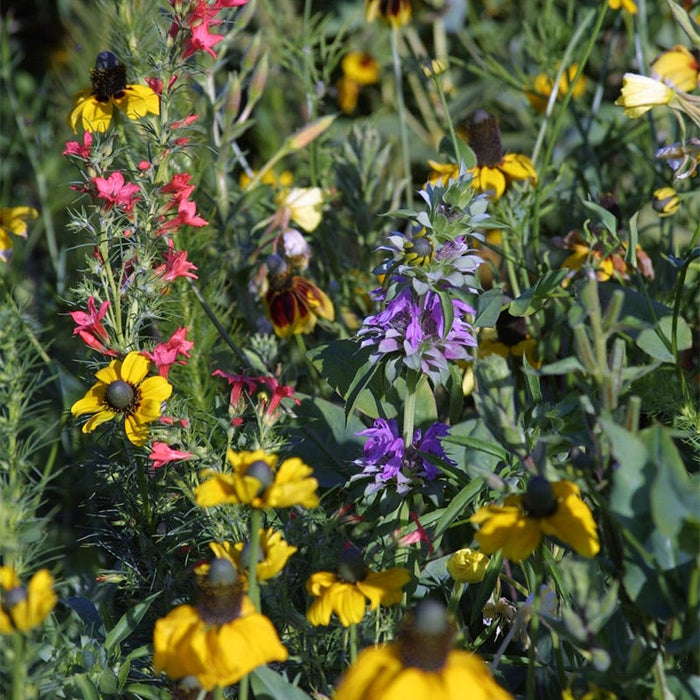 Native Midwest Wildflower Seed Mix|Native Midwest Wildflower Seed Mix - Ratibida & Lemon Mint (Monarda citriodora)