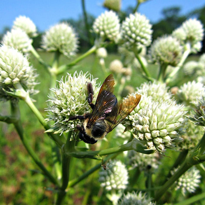 Native Midwest Wildflower Seed Mix|Native Midwest Wildflower Seed Mix - Rattlesnake Master (Eryngium yuccifolium)