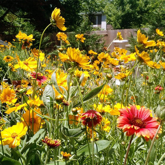 Native Midwest Wildflower Seed Mix|Native Midwest Wildflower Seed Mix - Blanket Flower & Coreopsis