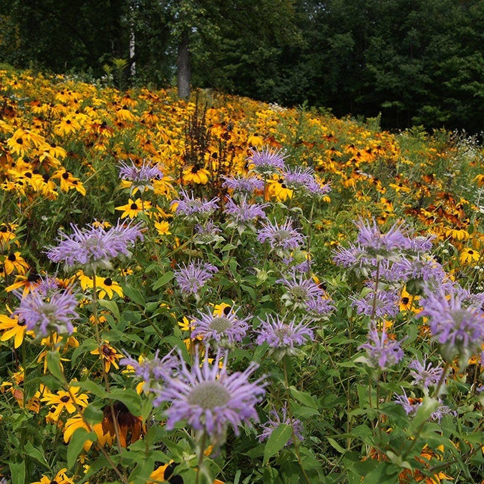 Native Northeast Wildflower Seed Mix|Native Northeast Wildflower Seed Mix