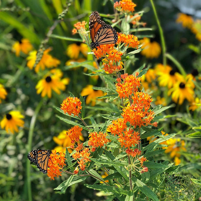 Native Northeast Wildflower Seed Mix|Native Northeast Wildflower Seed Mix - Butterfly Weed & Black Eyed Susans