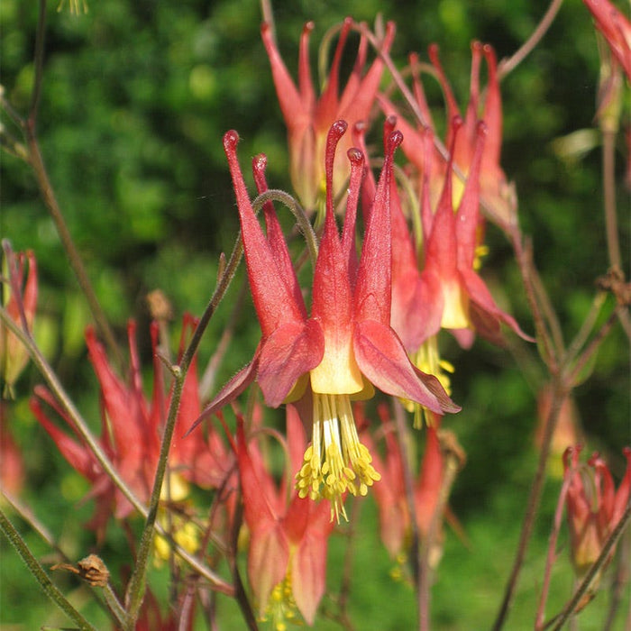 Native Northeast Wildflower Seed Mix|Native Northeast Wildflower Seed Mix - Eastern Red Columbine