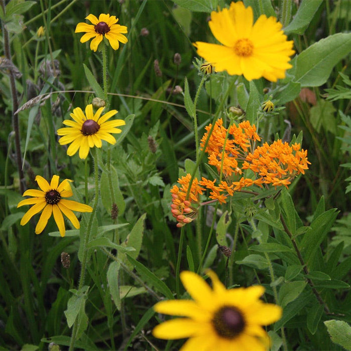 Native Northeast Wildflower Seed Mix|Native Northeast Wildflower Seed Mix - Butterfly Weed, Coreopsis, Black Eyed Susan Wildflowers
