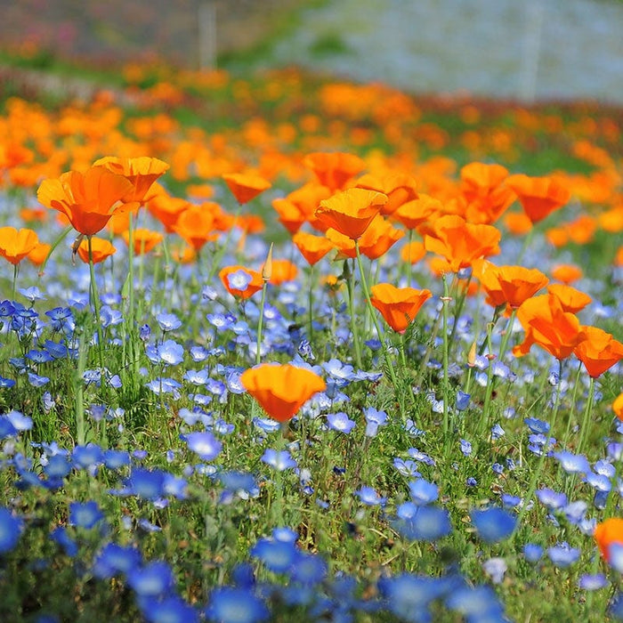Native Pacific Northwest Wildflower Seed Mix|Native Pacific Northwest Wildflower Seed Mix