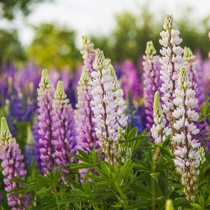 Native Pacific Northwest Wildflower Seed Mix|Native Pacific Northwest Wildflower Seed Mix  - Lupine